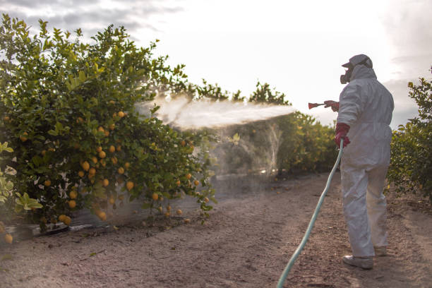 Best Bed Bug Extermination  in Cody, WY