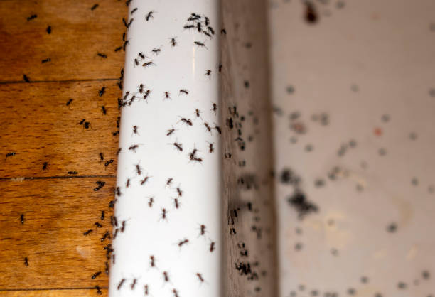 Best Pest Control for Homes  in Cody, WY