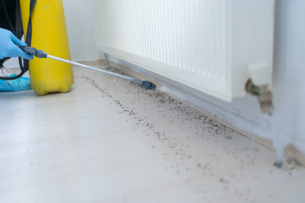 Professional Pest Control in Cody, WY